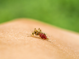Close-up of a mosquito sucking blood.
