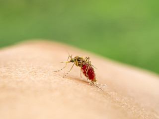Close-up of a mosquito sucking blood.