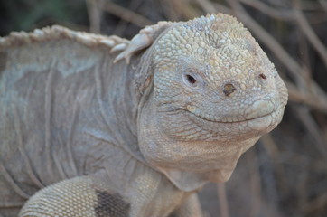 A Santa Fe land iguana, a species endemic to the Isla Sante Fe on the Galapagos Islands