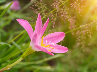 Zephyranthes Lily, Rain Lily, Fairy Lily, Little Witches