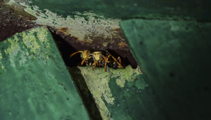 Wasps are male. The wasps are peeking out of the hole. Wasps polist.