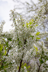 white cherry flowers on spring time