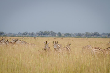 Fototapeta na wymiar Group of Zebras standing in high grass.