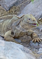Obraz premium A Santa Fe land iguana, a species endemic to the Isla Sante Fe on the Galapagos Islands