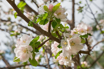 white cherry flowers on spring time