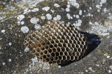 Vespiary. Wasps polist.