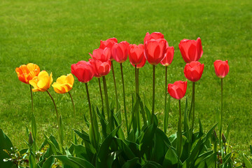 Tulips on a green meadow. Yellow and red flowers on a green background.