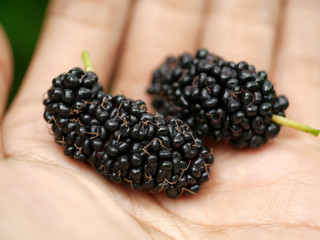 fresh organic mulberry