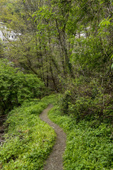 Forest road to a monastery in Greece, on The Holy Athos Mountain, photographed in spring 