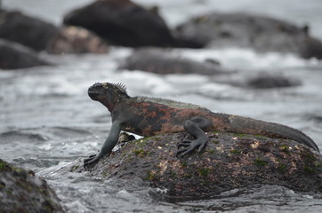Marine Iguana ( Amblyrhynchus cristatus) a species of Iguana only found on the Galapagos Islands.