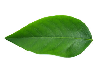 Fototapeta na wymiar Sauropus androgynus, star gooseberry or sweet leaf on white background.