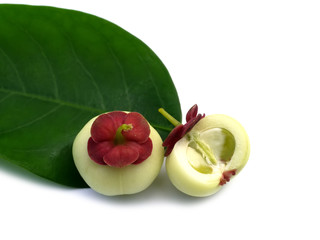 Sauropus androgynus, star gooseberry or sweet leaf on white background.