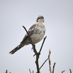 The hood mockingbird (Mimus macdonaldi) also known as the Española mockingbird, on Isla Española in the Galapagos Islands
