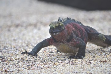 Marine Iguana ( Amblyrhynchus cristatus) a species of Iguana only found on the Galapagos Islands.