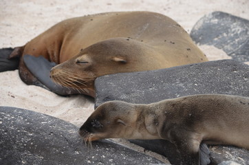 Fototapeta premium GalÃ¡pagos sea lion (Zalophus wollebaeki), a species that exclusively breeds on the Galapagos Islands. Isla Sante Fe, Galapagos Islands, Ecuador