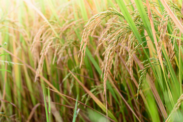 Close up of golden rice paddy in field.