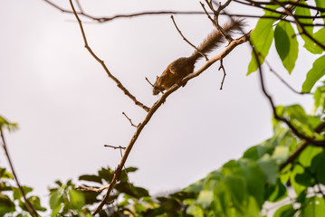 Friendly squirrel on tree in urban garden.
