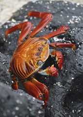 A Sally lightfoot crab (Grapsus grapsus) walks across rocks in the Galapagos Islands.