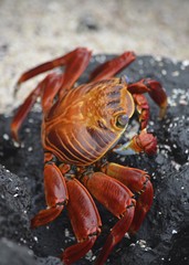 A Sally lightfoot crab (Grapsus grapsus) walks across rocks in the Galapagos Islands.