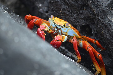 A Sally lightfoot crab (Grapsus grapsus) walks across rocks in the Galapagos Islands.