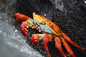 A Sally lightfoot crab (Grapsus grapsus) walks across rocks in the Galapagos Islands.