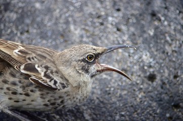 The hood mockingbird (Mimus macdonaldi) also known as the Española mockingbird, on Isla Española in the Galapagos Islands