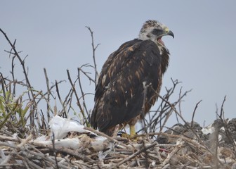 A Galapagos hawk (Buteo galapagoensis), on Isla Española in the Galapagos Islands