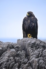 A Galapagos hawk (Buteo galapagoensis), on Isla Española in the Galapagos Islands
