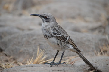 The hood mockingbird (Mimus macdonaldi) also known as the Española mockingbird, on Isla Española in the Galapagos Islands