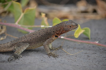 A Lava Lizard (Microlophus delanonis) sits on a rock on Isla Española in the Galapagos Islands.