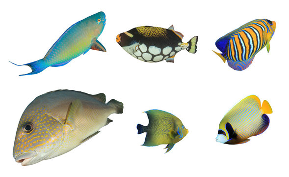 Tropical reef fish isolated on white background. Parrotfish, Triggerfish, Angelfish, Sweetlips fish