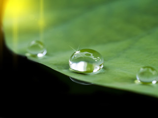 water drop on lotus leaf.