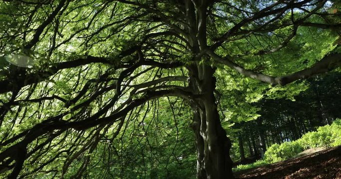 Albero illuminato dal sole primaverile dal basso