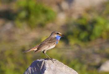 beautiful bird with bright blue feathers stands on a stone and sings