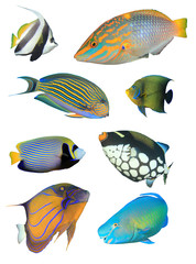 Tropical reef fish isolated on white background. Bannerfish, Wrasse, Surgeonfish, Angelfish,...