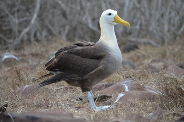 Waved Albatross (also known as Galapagos Albatross), in a nesting colony on Isla EspaÃ±ola in the Galapagos Islands.