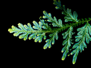 Green fern background.