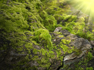 Bark and moss with light.