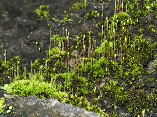 Fototapeta na wymiar Macro photo of Cape Thread-moss, Orthodontium lineare