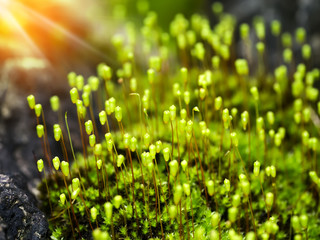 Macro photo of Cape Thread-moss with light.