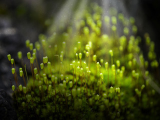 Macro photo of Cape Thread-moss with water spray and light.