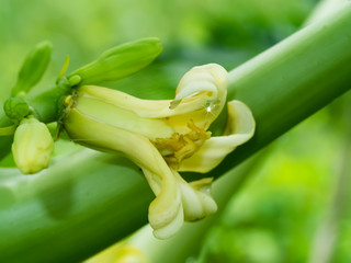 Obraz premium Papaya Flower