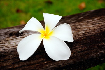 Plumeria on the wood