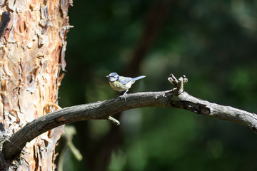 Blaumeise