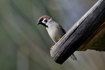 Naklejka premium Ein Sperling sitzt am Rand eines Vogelhauses