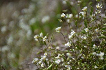 small white mountain flowers