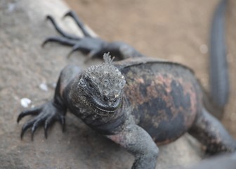 Marine Iguana ( Amblyrhynchus cristatus) a species of Iguana only found on the Galapagos Islands.