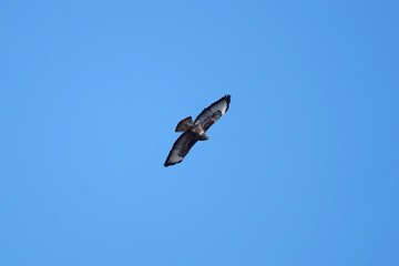 Blauer Himmel und ein Mäusebussard im Flug