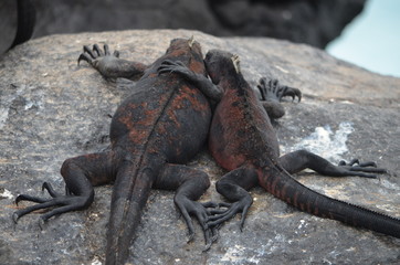 Marine Iguana ( Amblyrhynchus cristatus) a species of Iguana only found on the Galapagos Islands.