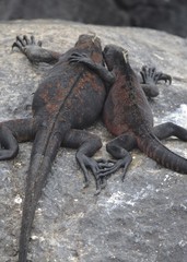 Marine Iguana ( Amblyrhynchus cristatus) a species of Iguana only found on the Galapagos Islands.